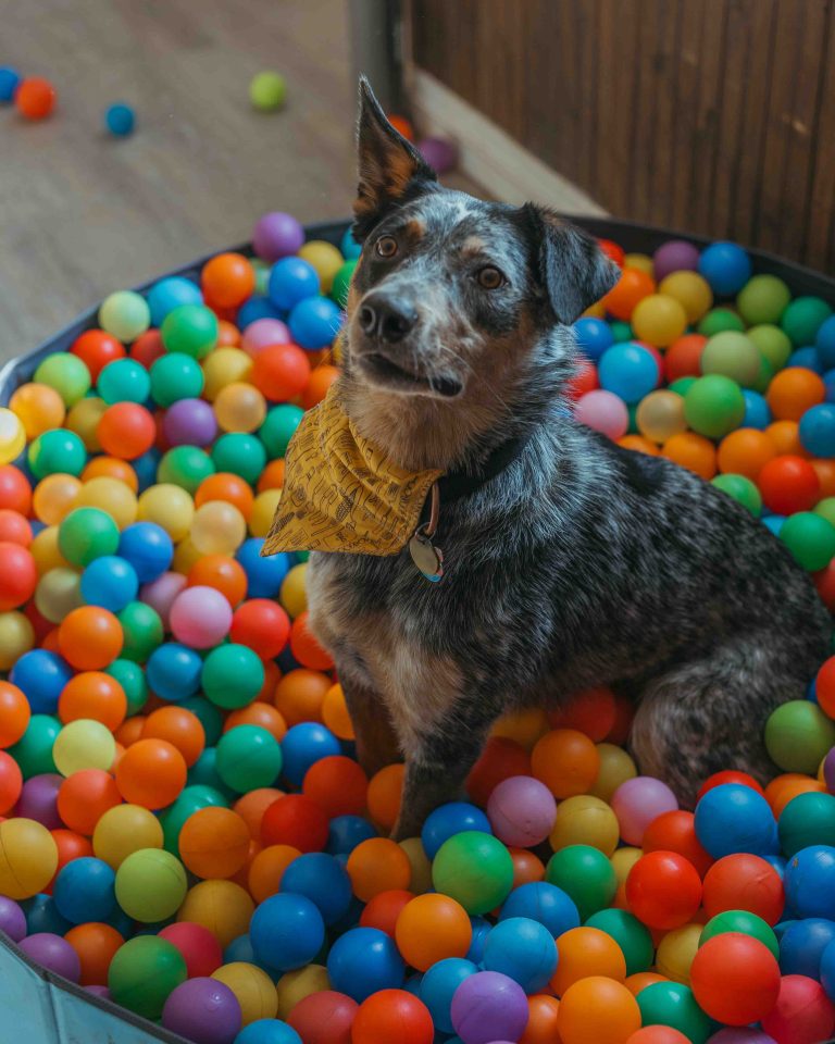 EssubiK9xAlderCreek 30 768x960