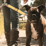 353c63 6b76df3295fe4b60827299a748177ca3mv2 150x150