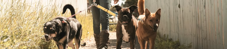 353c63 6b76df3295fe4b60827299a748177ca3mv2 768x166