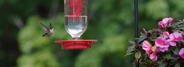 470135157 8775158309188424 353761444257114693 n 768x281