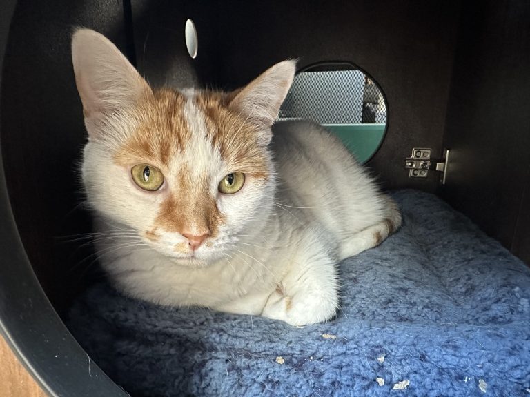 506903507 696473553276713 281247720222895971 n 768x576