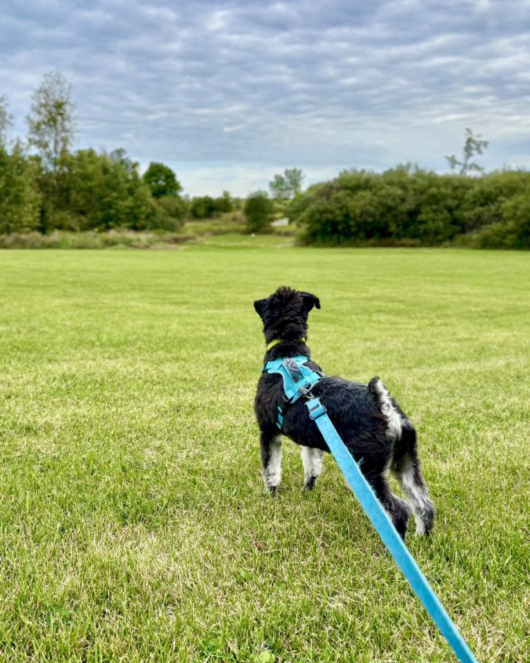 545019671 1338339211629025 7208701828433582891 n 768x960