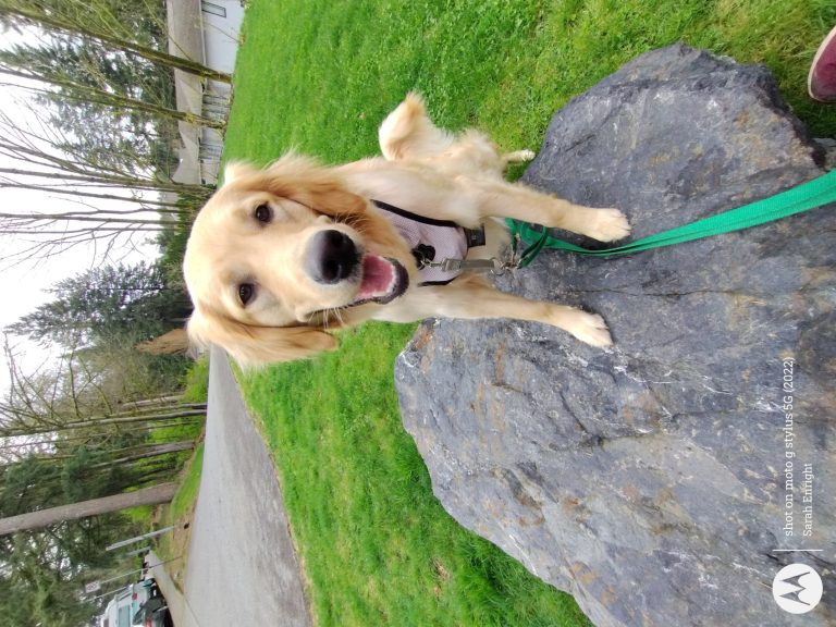 IMG 20240328 122601750 MP 768x576