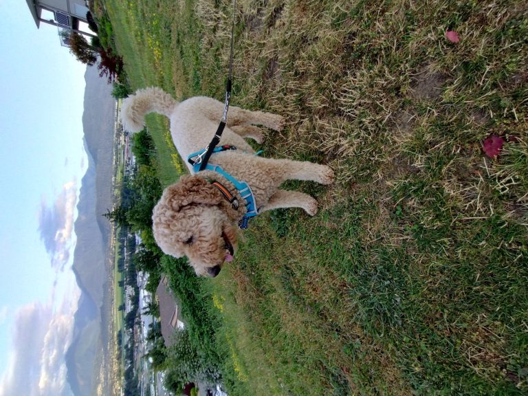 IMG 20240725 200818168 HDR 768x576