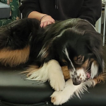 Pep massage hands only 150x150