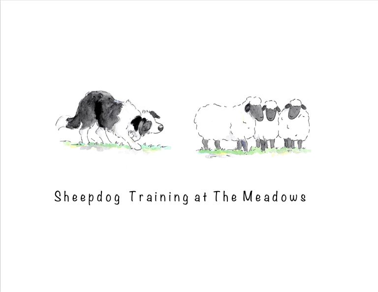 sheepdogtraininglogo 768x593