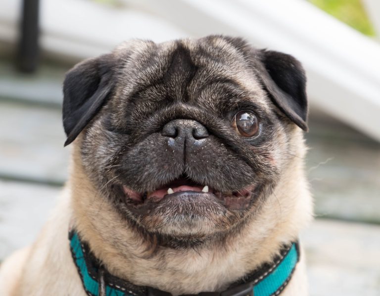 170811736 142676747861400 8861705368161794262 n 768x599