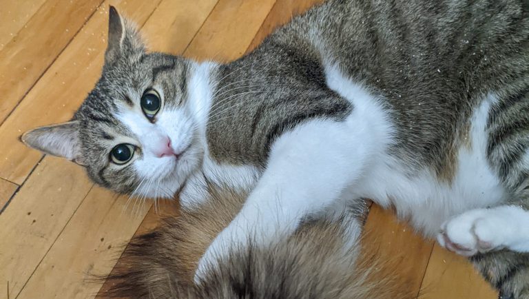 482974234 9878159258868923 5593917360372823663 n 768x434