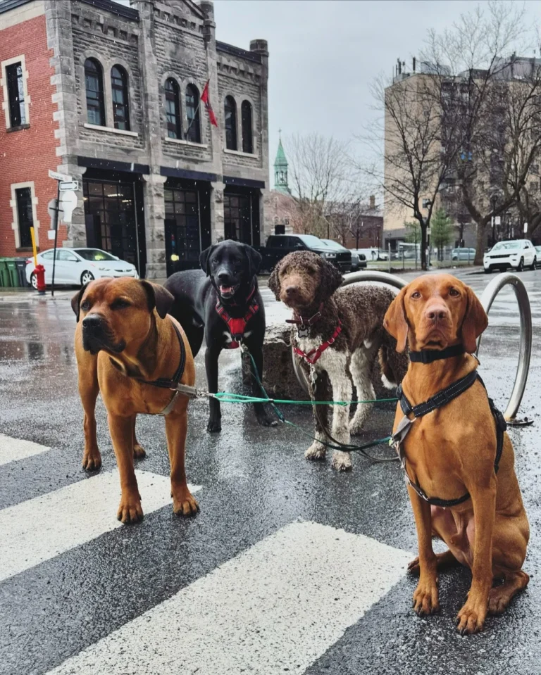 868DD754 72D4 4E79 9DAE 346EEE255B7A 768x959