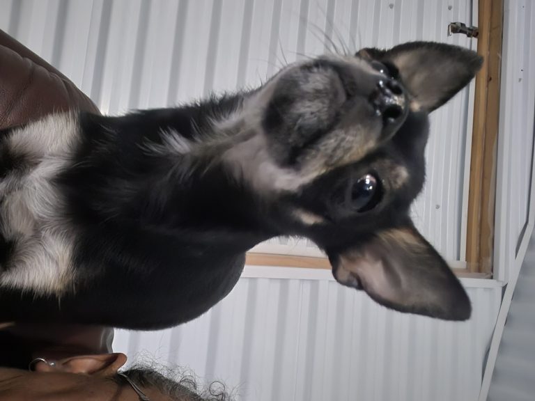 20251031 160046 768x576