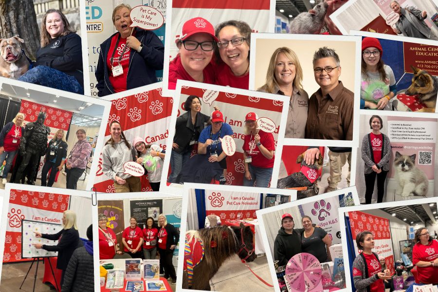 More Than Just a “Dog or Cat Lover” – Why Your Pet Deserves a Verified Pro