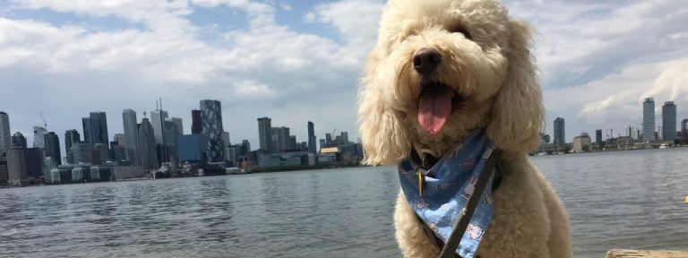 dog walker pet sitter waterfront toronto katwalk bb 1 768x288