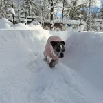 CanadianOldeEnglishBullDogBoxermixrunningindeepsnowwhilewearingapinksweaterhoodie 150x150