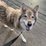 malamute husky 150x150