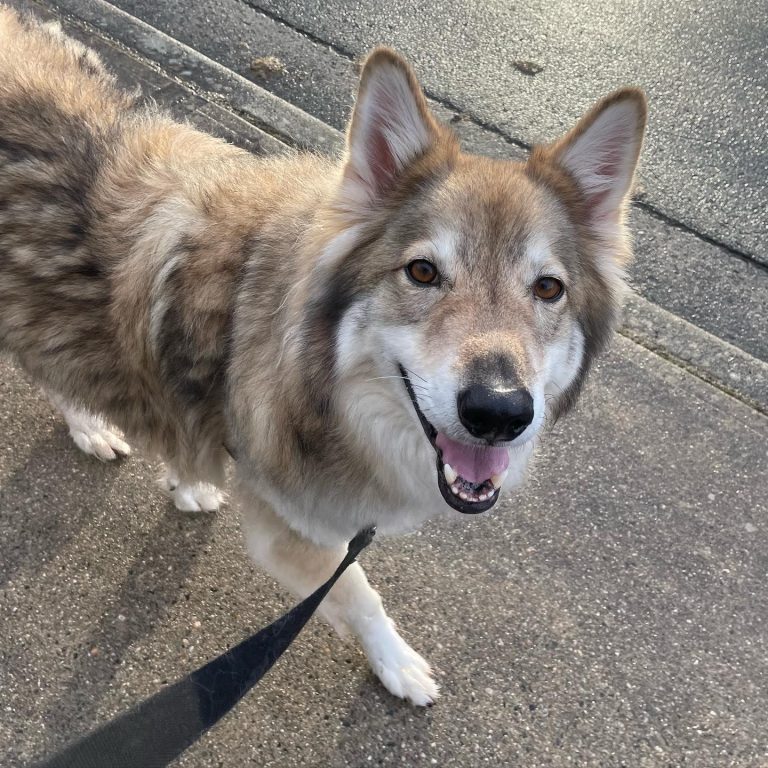 malamute husky 768x768