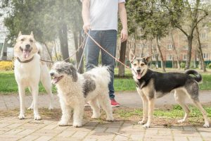 Gig Apps vs. CPCP Verified Pros: The Smarter Choice for Canadian Pet Parents