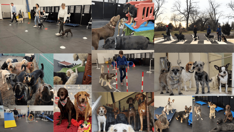the dog stop dog training daycare 768x433