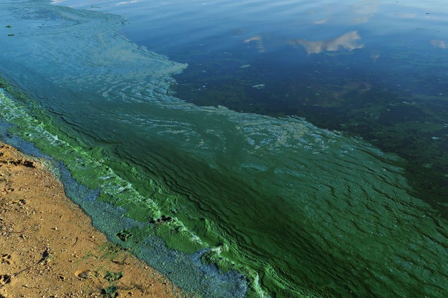 What BC Pet Parents Need to Know About Blue-Green Algae in lakes Fraser Valley Dogs